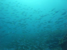 エバーブルー屋久島 本日の海