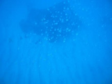 エバーブルー屋久島 本日の海