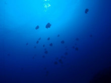 エバーブルー屋久島 本日の海