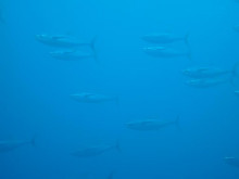 エバーブルー屋久島 本日の海