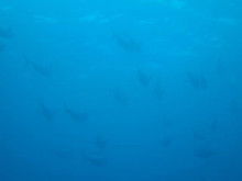 エバーブルー屋久島 本日の海