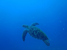 エバーブルー屋久島 本日の海