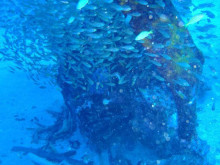 エバーブルー屋久島 本日の海
