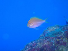 エバーブルー屋久島 本日の海