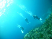 屋久島ダイビングならエバーブルー屋久島 ◆今日の海ログ◆