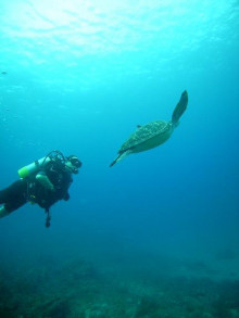 屋久島ダイビングならエバーブルー屋久島 ◆今日の海ログ◆