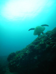 屋久島ダイビングならエバーブルー屋久島 ◆今日の海ログ◆