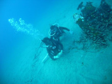 屋久島ダイビングならエバーブルー屋久島 ◆今日の海ログ◆