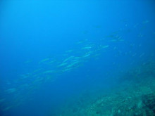 屋久島ダイビングならエバーブルー屋久島 ◆今日の海ログ◆