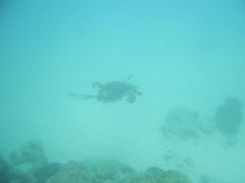 屋久島ダイビングならエバーブルー屋久島 ◆今日の海ログ◆