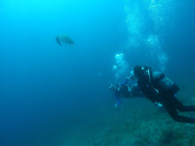 屋久島ダイビングならエバーブルー屋久島 ◆今日の海ログ◆