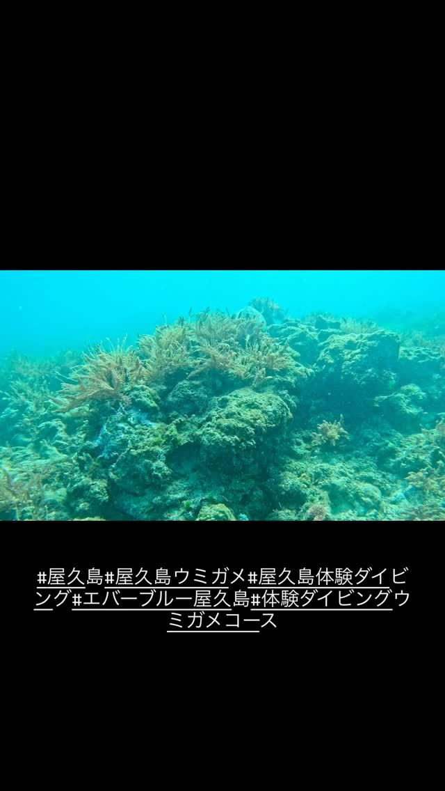 屋久島ダイビングガイド エバーブルー屋久島 – 屋久島でマリン